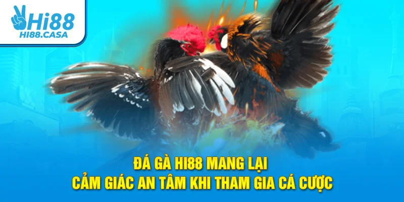 Đá gà Hi88 mang lại cảm giác an tâm khi tham gia cá cược
