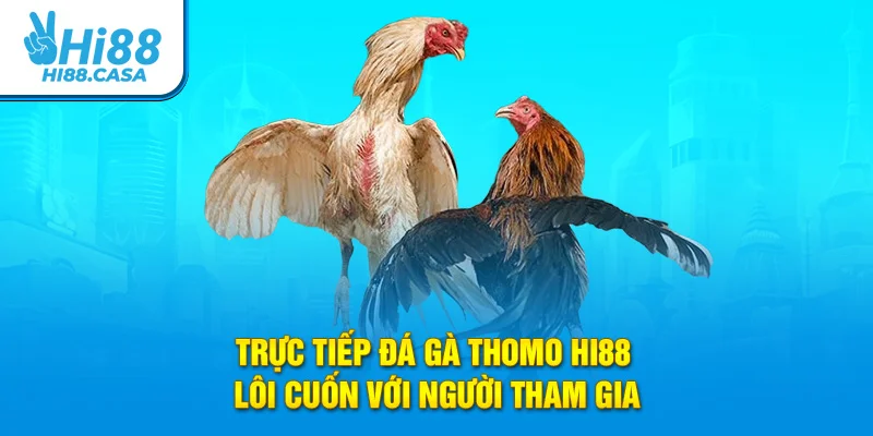 Trực tiếp đá gà Thomo Hi88 lôi cuốn với người tham gia